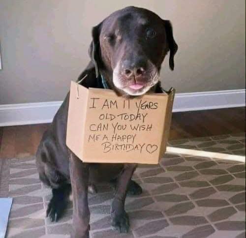 Dog Lovers tweet media