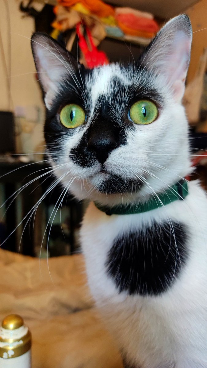 Solo los que tenemos gatos podemos saber lo increíbles y maravillosos que son. 
Mi hijo mayor tiene Asperger, y con frecuencia tiene ataques de ansiedad, que canaliza de la manera típica de los que tienen esta condición. Corre de un lado a otro, moviendo sus manos, como cuando