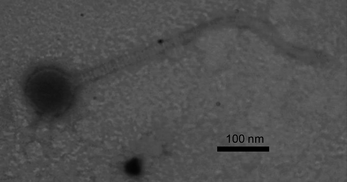Micropub7n's tweet photo. Genome Sequence of the Mycobacterium smegmatis Bacteriophage Eugenia #micropublication #biology #data #caltechlibrary #Bacteriophage #GenomeAnnouncements #NewFinding https://t.co/047dSgBO8e https://t.co/QvVDGUY9Ij