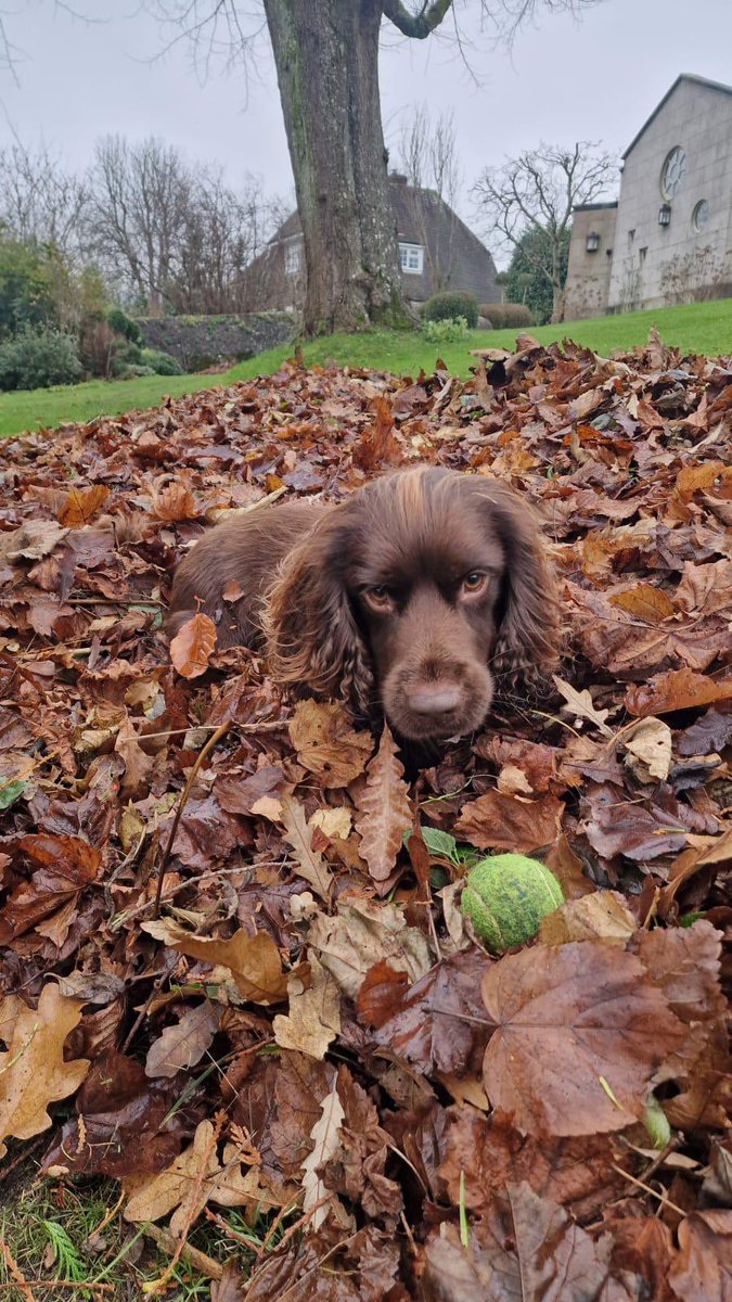 Put the phone down and throw the ball you buffoon 😏
