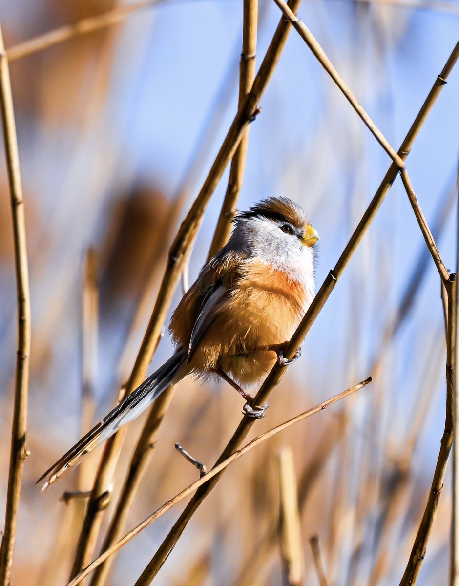 翠鸟和震旦鸦雀可爱捏😃