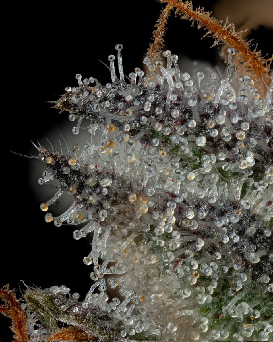 Candy Fumez

Cultivated by <a href="/grindcannabisco/">Grind Cannabis Co</a> 
Bred by <a href="/bloomseedco/">Bloom Seed Company</a>

Enjoy!

#ThePlantCommunity