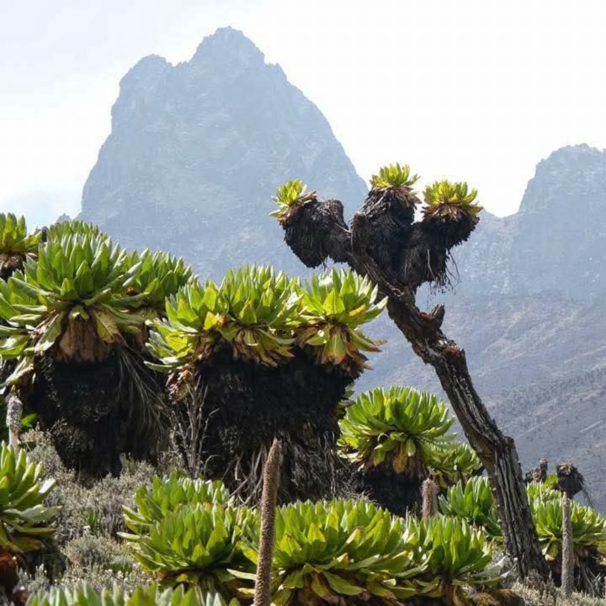 Alexander_R_Kay's tweet photo. MT. KENYA CLIMBING EXPEDITION || Into the Gates of Mist...

Juls &amp; I travel to Kenya soon, to  climb to the true summit of Mt. Kenya -Batian (5199m)- via the 20-pitch South-East Ridge of Nelion &amp; a crossing of the Gates of Mist.

@Alexander_R_Kay @AfricanAscents @the_AMI @BAIML https://t.co/2YK6njunHS
