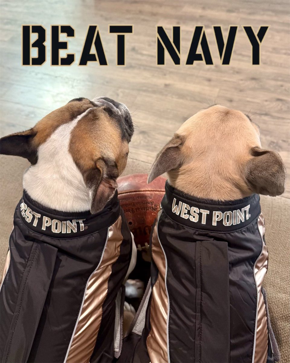 frenchieapollo's tweet photo. Beat Navy! Apollo and Artemis are ready for the big game, are you? #ArmyNavyGame https://t.co/PS1vZwE9yg