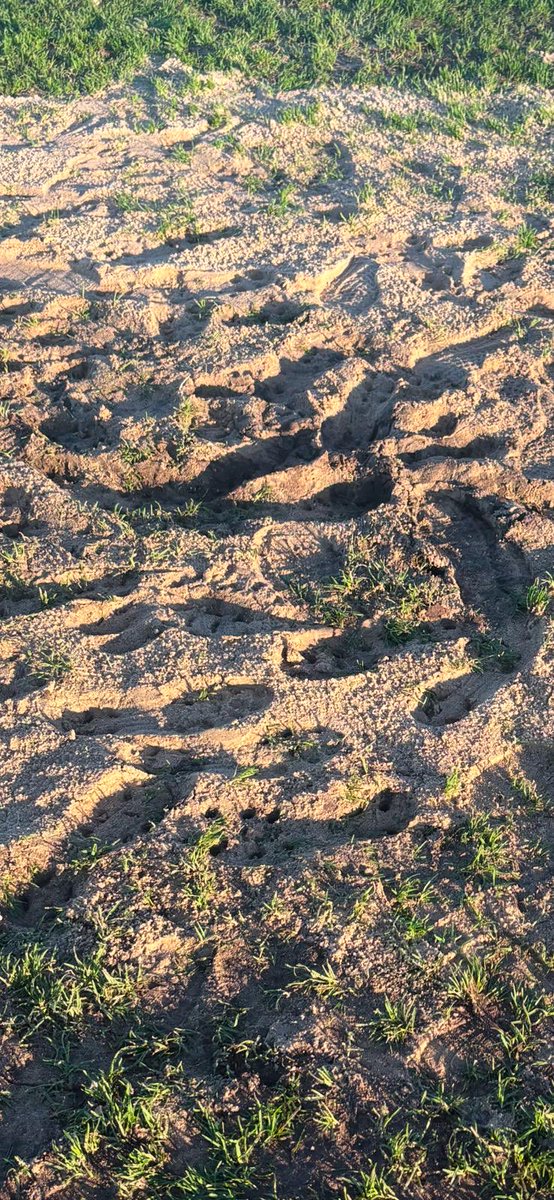 Gorleston Football Club tweet media