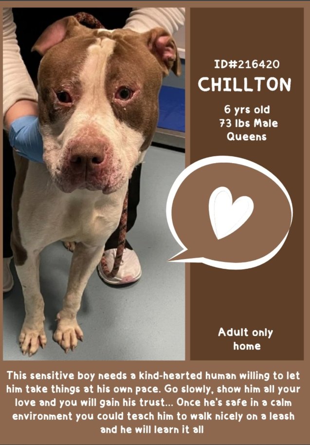 NMBewitched's tweet photo. Chillton💔🎯
New Intake #NYCACC 
https://t.co/vgWzSYSI3j 
#AdoptMe #RescueMe #FosterMe 

#Senior Chillton 
Obvious medical issue: no notes or pleas🙄
Gentle, quiet &amp; shy 
Great combo for a companion but not favored at ACC 
#ChristmasMiracle a #HomefortheHolidays 
#Pledge #Foster https://t.co/I0A3eAdd8x