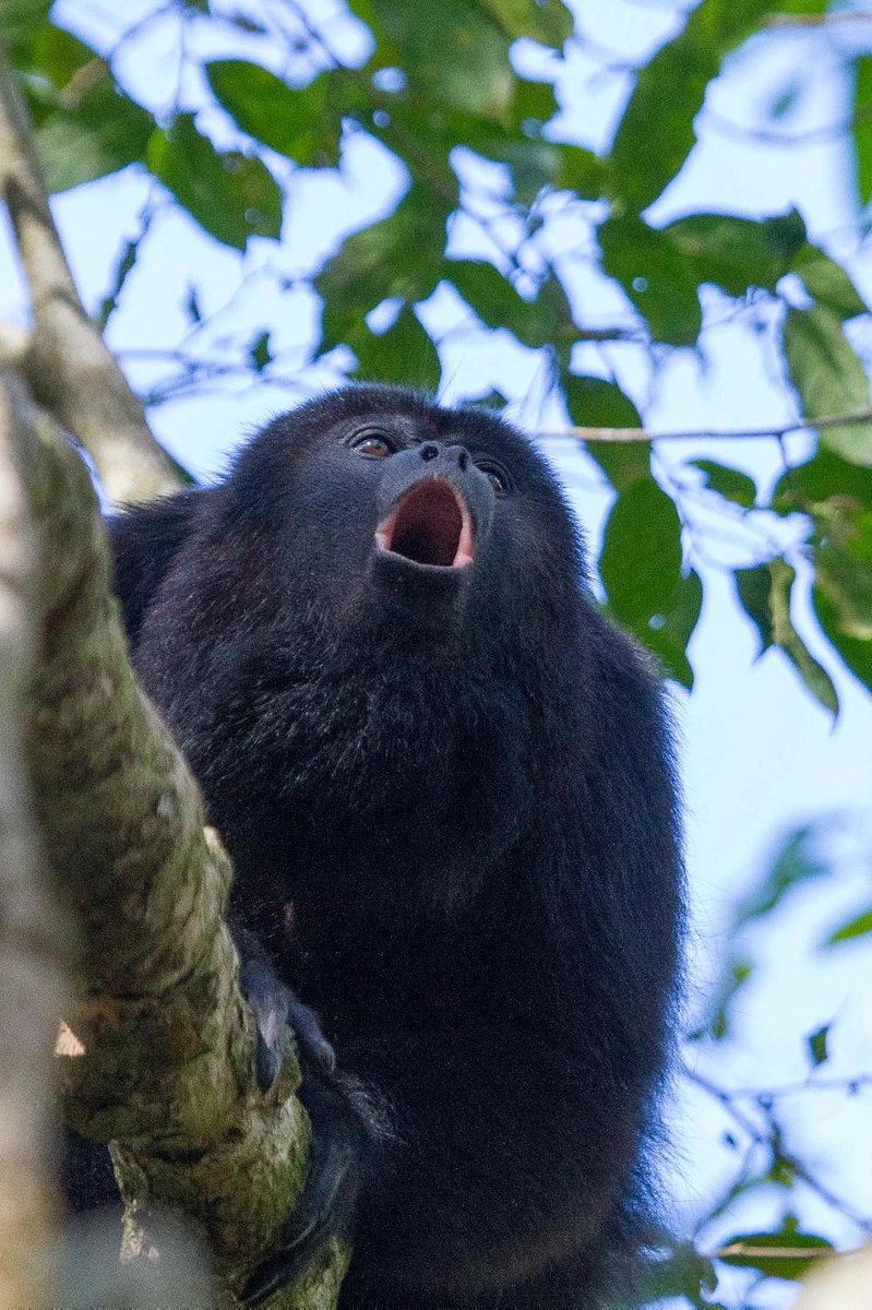 RenovaResort's tweet image. 🐾 🎁❤️Giving back is the best gift. Renova is proud to lead initiatives that protect wildlife and promote wellness. Together, we’re building a legacy of care.
🎉 RenovaCommunity.com
#HarnessYourHarmony #WildlifeHeroes #ImpactForGood