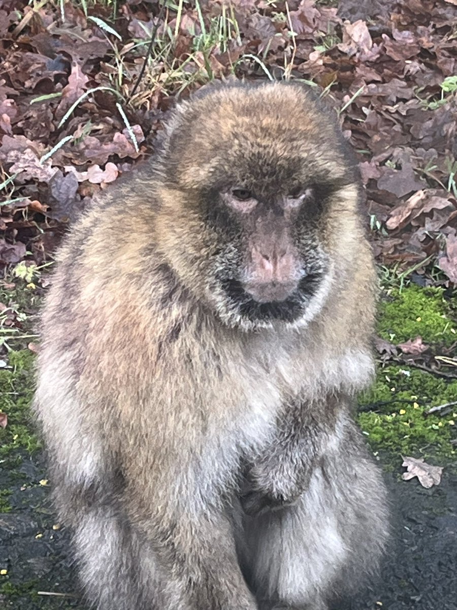 Lovely day at Blair Drummond Christmas experience 🎁🎅🥰