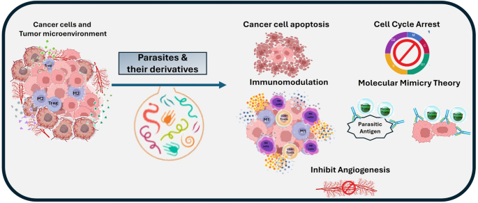 MedsNest's tweet photo. 🗣️➡️A new protocol for the treatment of cancer has arrived, and it is set to destroy the multi billion dollar, cancer industry.  

The protocol, confirms the true nature of cancer is a parasite, hence why, Ivermectin, in conjunction with Mebendazole, and Fenbendazole is so effective. It targets the parasite, not the whole body, like in chemo.

Cancer is a parasite: The cure, is an anti-parasitical. The truth has been known for decades…