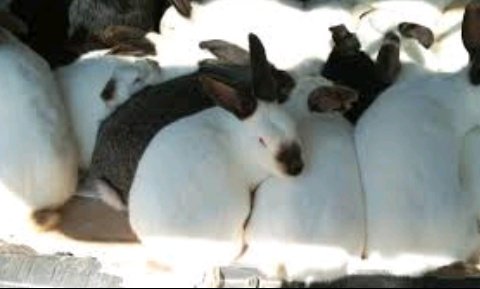 AgriHopper's tweet image. Rabbit footfalls inspire silent mechanisms. Their padded feet distribute weight evenly for noiseless movements. This natural design is inspiring engineers to create soundless technologies for sensitive environments.  #AgriHopperRwanda #EngineeringNature