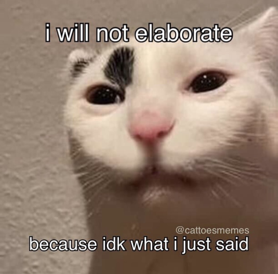LiterallyMeCats tweet media