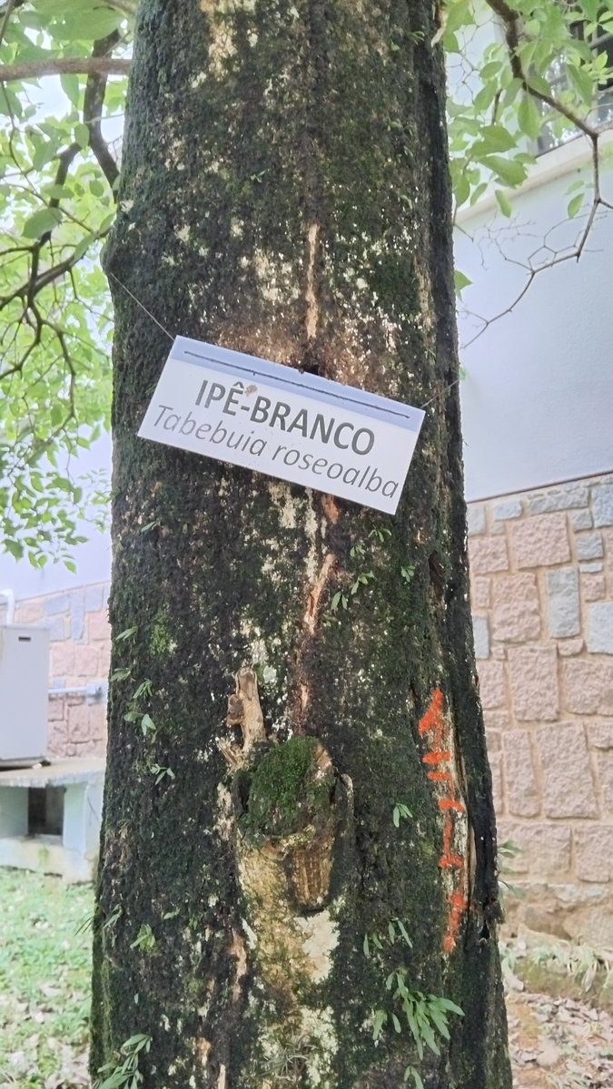 ArvoresUrbanas's tweet photo. Um IPE branco plantado em 1998 demora quanto mesmo pra crescer? 
#coberturaverde #portoalegre #colegioamericano #mudancaclimatica #responsabilidadeecosocial https://t.co/ewD58AzUCR