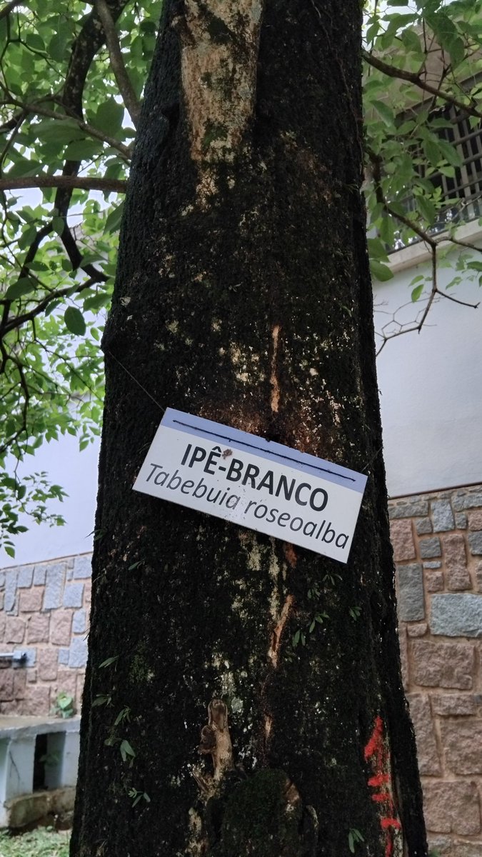 ArvoresUrbanas's tweet photo. Um IPE branco plantado em 1998 demora quanto mesmo pra crescer? 
#coberturaverde #portoalegre #colegioamericano #mudancaclimatica #responsabilidadeecosocial https://t.co/ewD58AzUCR