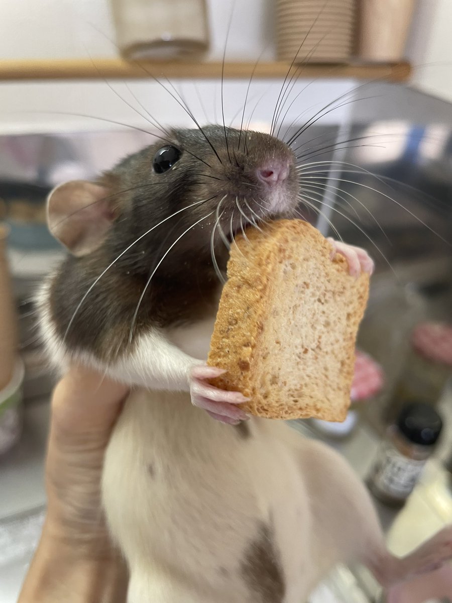 umino🐀♡︎ ̖́- tweet media