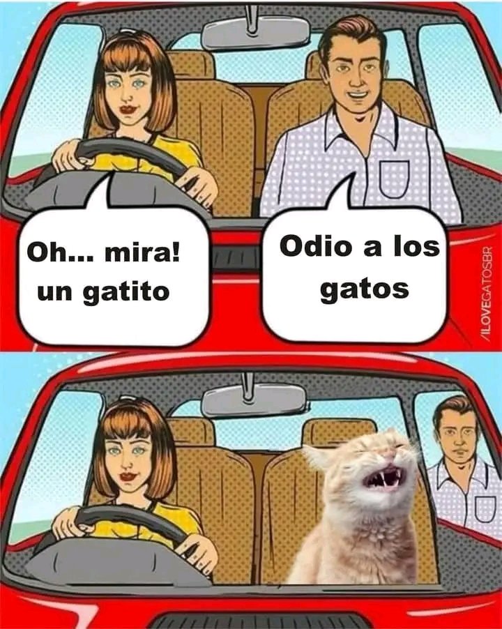 ¿Que haces cuando alguien te dice que no le gustan los gatos?