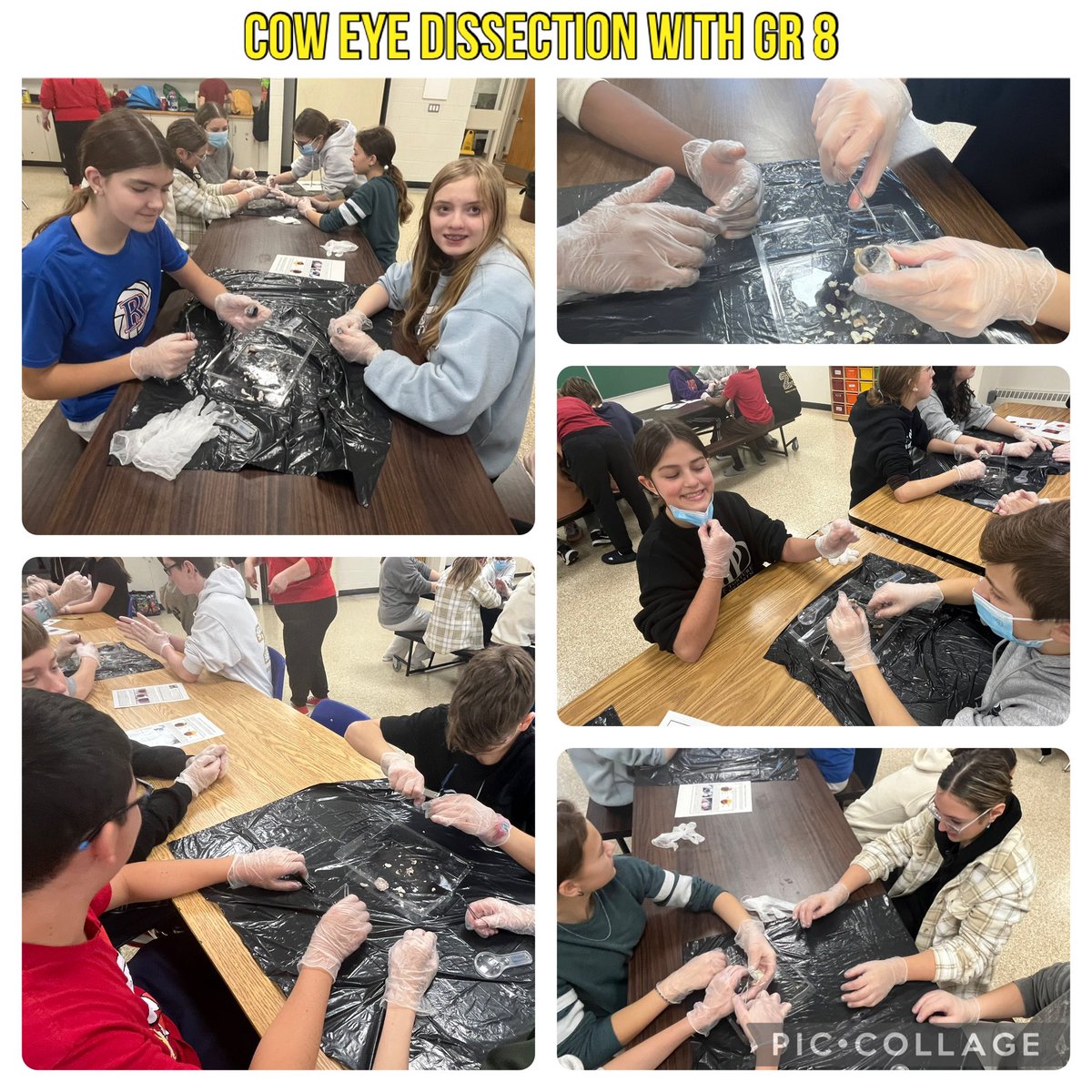 Our Griffon family had a busy week! We had a beautiful Advent celebration led by Mme Bryden’s grade 3’s, activities like gingerbread houses &amp; Christmas crafts, the boys &amp; girls v-ball wind-up &amp; even a cow eye dissection! Lots of learning &amp; celebrating the season!