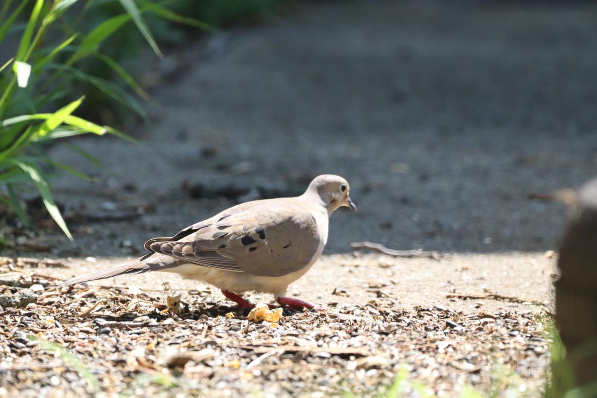 Pidgebot5000's tweet image. #Pidgepostbot Pidge: True(1.0000). Photo by emmaus.