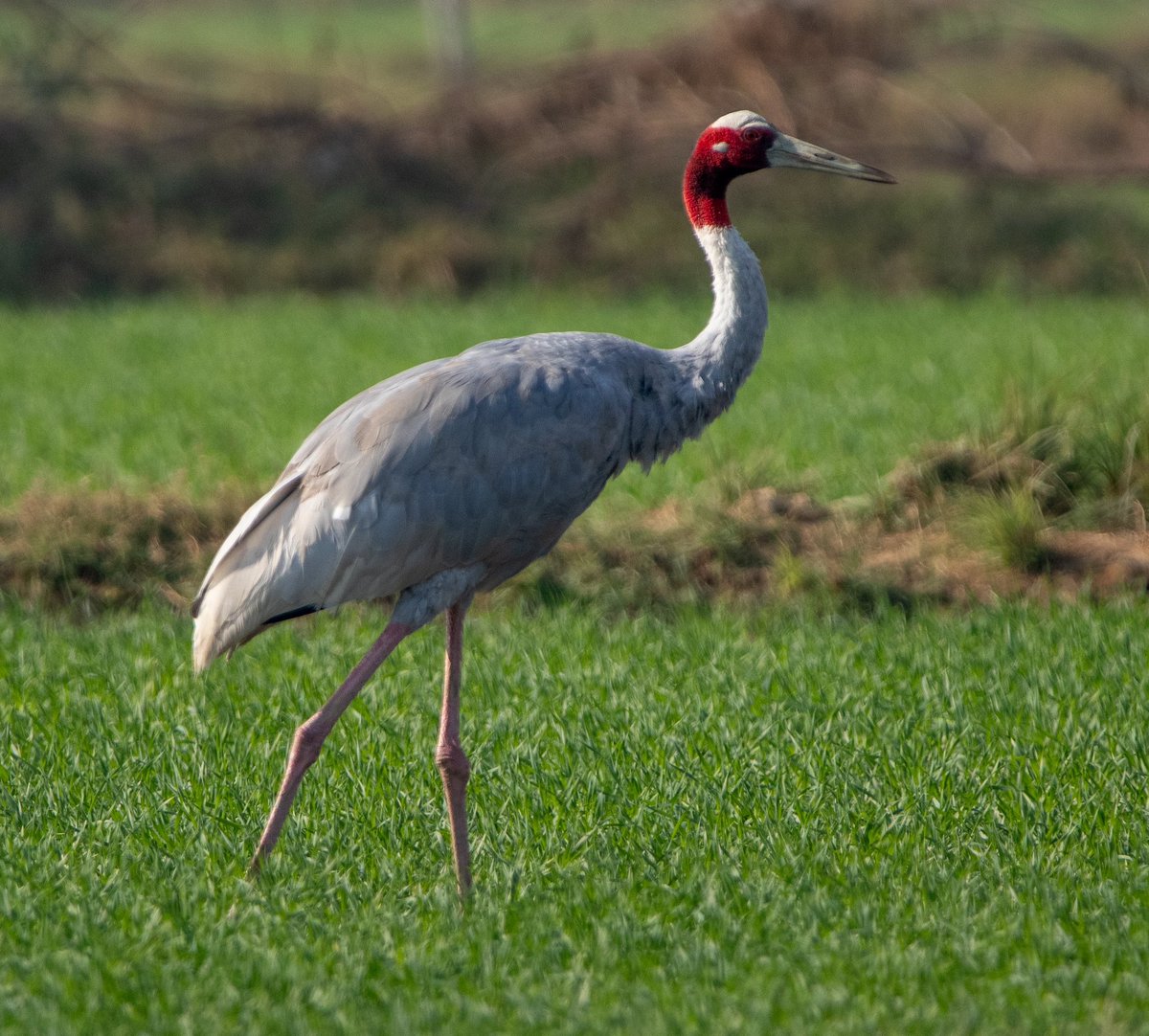 mridul_1995's tweet photo. Sarus Crane in Deeg Rajasthan! https://t.co/NFgieZFuEZ