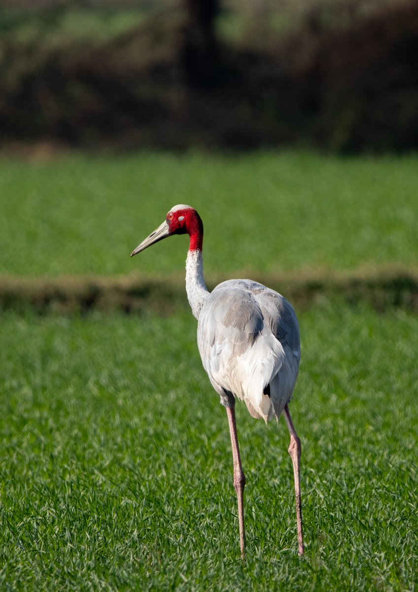 mridul_1995's tweet photo. Sarus Crane in Deeg Rajasthan! https://t.co/NFgieZFuEZ