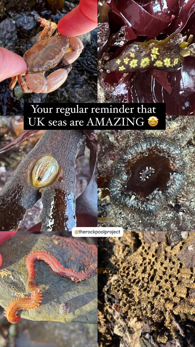 A wonderful bioblitz this morning with <a href="/rockpoolproject/">The Rock Pool Project</a>. 

Here are some of my favourite finds and your regular reminder that UK seas are AMAZING 😁🌊