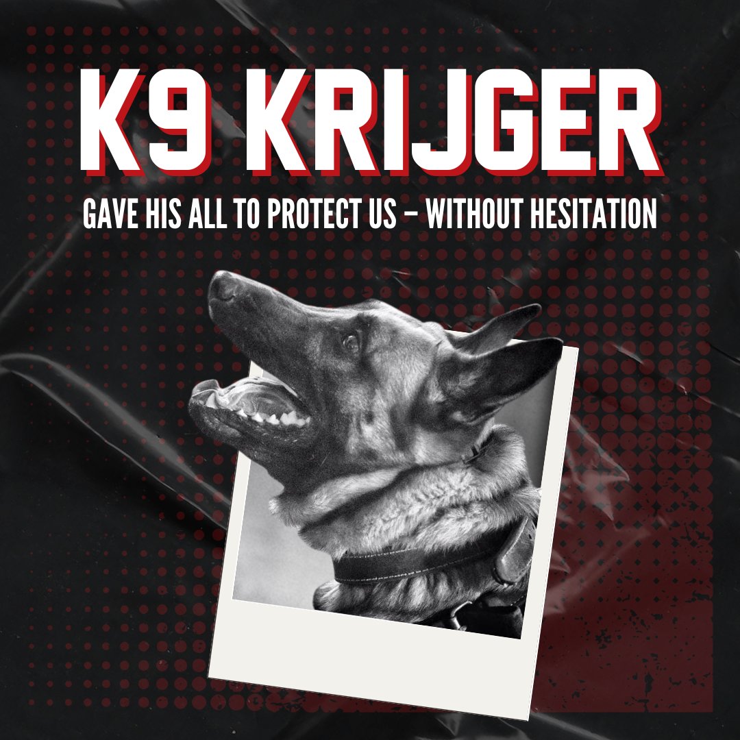 Spikesk9fund's tweet image. 🐺 Meet #K9Krijger – the namesake of our #BallisticVest Campaign.

K9 Krijger gave his all to keep us safe, making the ultimate sacrifice on Jan 11, 2016. This campaign provides life-saving vests for working dogs, each bearing his service number, K-148.

Help us carry on the