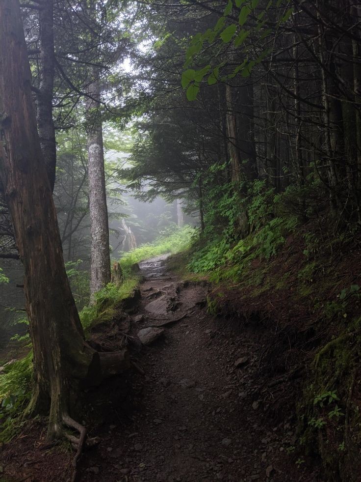 Saí pra correr e acabei esquecendo de ir para a academia e me enfiei no meio do mato. 🕊️