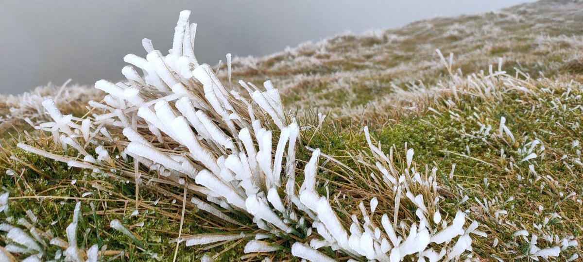 #Rime ice forming today above 900m where a cold damp airstream hits a cold object. These ice feathers are the only ice &amp; snow feature that grow into the wind #summitsafely Zac