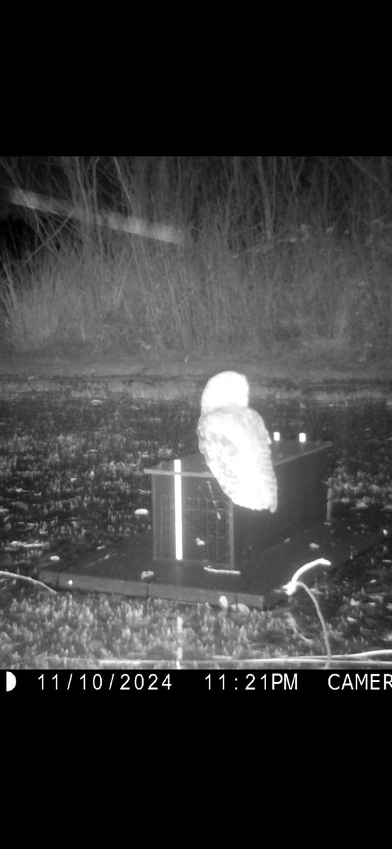 Probably the strangest place I've ever seen a Tawy Owl.  On this mink monitoring raft on a lake.. This owl has a houseboat. <a href="/Natures_Voice/">RSPB</a> <a href="/ChrisGPackham/">Chris Packham</a> @BBCCountryfile <a href="/thameswater/">Thames Water 💧</a>