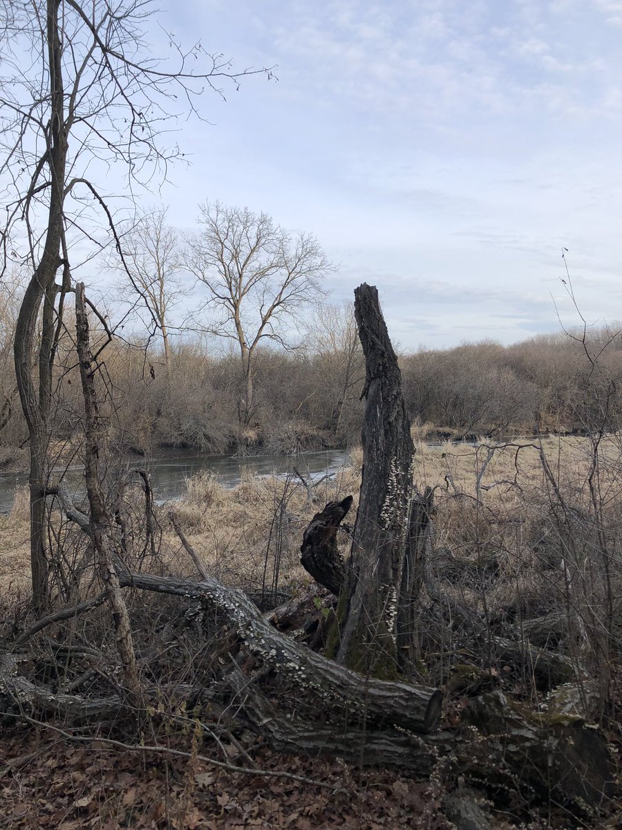 ‘Tis the season for the Fermilab Christmas Bird Count! Started the morning at Elsen’s Hill with a curious and close Barred Owl, pair Carolina Wren, lots of woodpeckers, and male Purple Finch. #dupagebirding #cbc2024