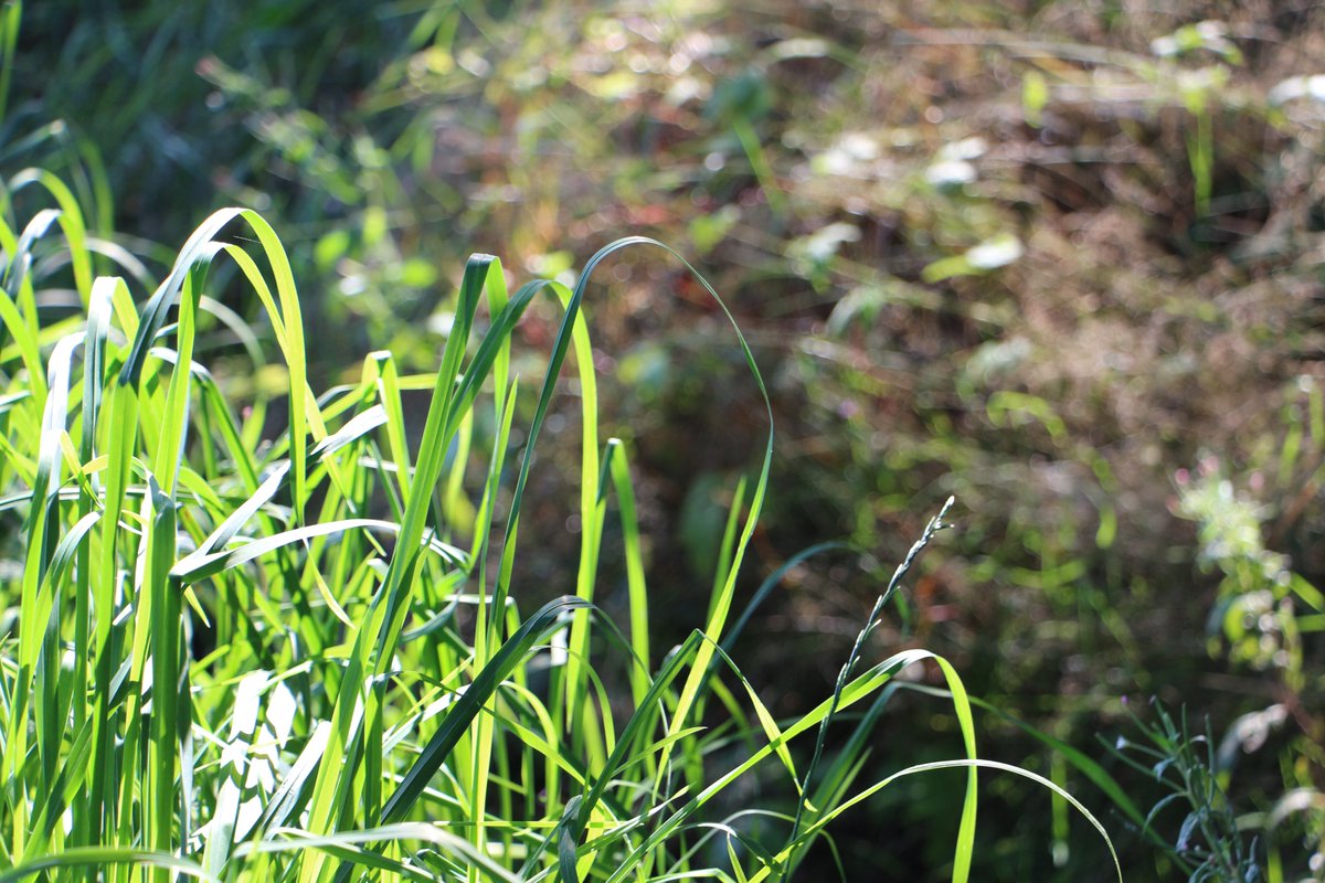 "Die Meister sehen die Dinge, wie sie sind,
versuchen jedoch nicht, sie zu kontrollieren.
Sie lassen sie ihren eigenen Weg gehen
und wohnen im Mittelpunkt des Kreises." (Laotse) #NaturePhotography #tastymind #achtsamkeit #meditation #Kreislauf #happy (tastymindset.blogspot.com)