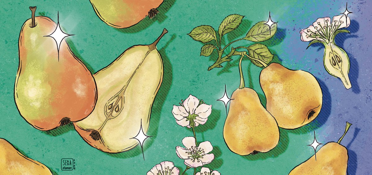 “Armut”
<a href="/kafkaokurdergi/">KAFKAOKUR</a>’nin Ağustos 2024 sayısında, şair ve yazar <a href="/Haydar_Ergulen/">Haydar Ergülen</a>’in, her sayıda farklı sebze ve meyvelerin ele alındığı “Kutsal Lezzetler Alfabesi” yazı dizisinin yedinci bölümü için yaptığım illüstrasyon. 🍐🌸

#illüstrasyon #illustration #foodillustration #art