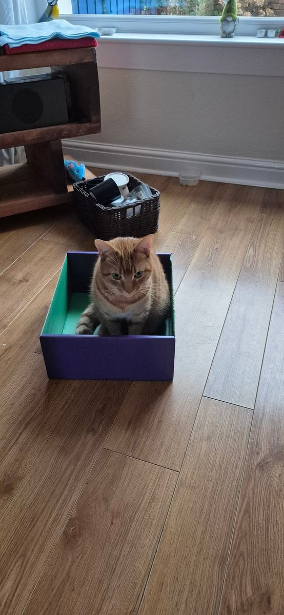 #Caturday Happy Caturday everyone