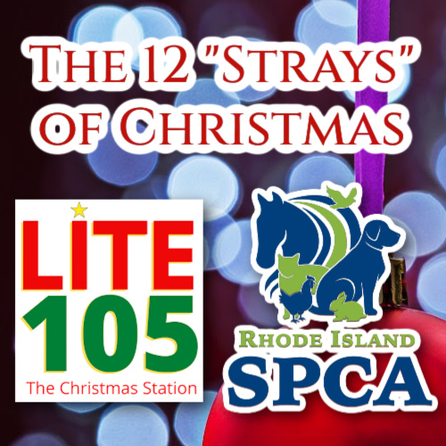 Lite105Radio's tweet photo. ICYM'd any of this year's adoptable animals from the RISPCA, please head to our website and make that adoption/rescue before Christmas! Please share too! #12StraysofChristmas #RISPCA
https://t.co/xlZQZmN5rq https://t.co/1xs042cDp5
