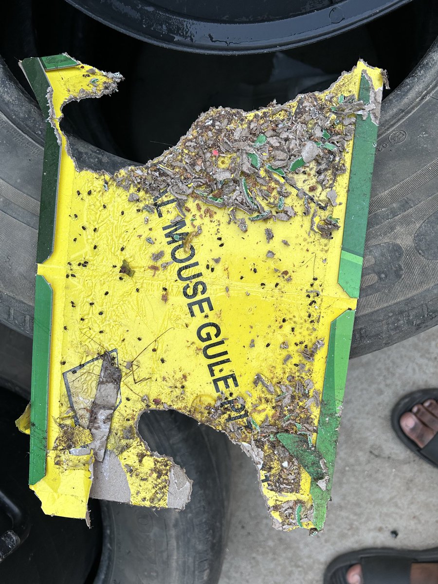 DaddyMilan tweet media