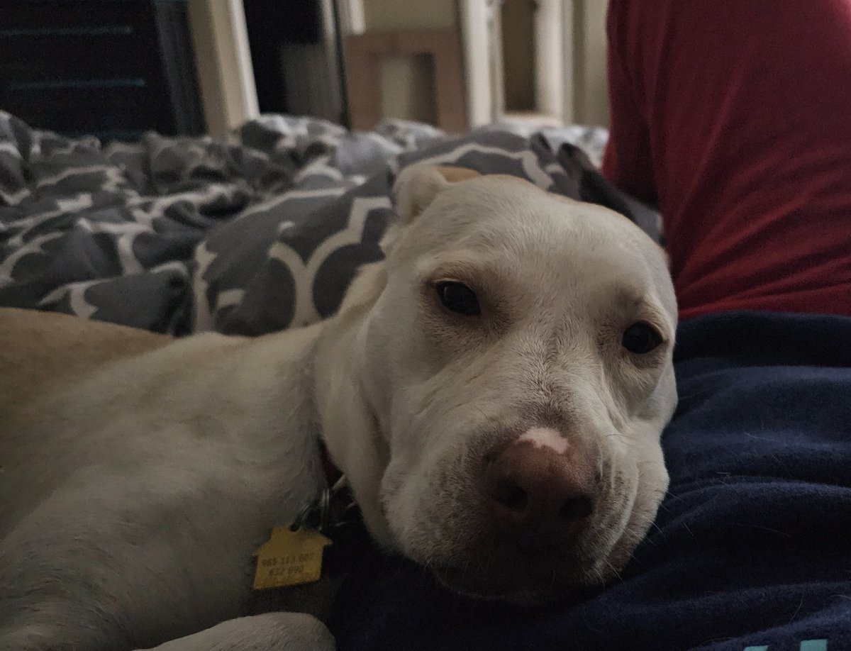 drnik46's tweet image. Doesn't know it's bath day. #RubyRoo #Rhubarb