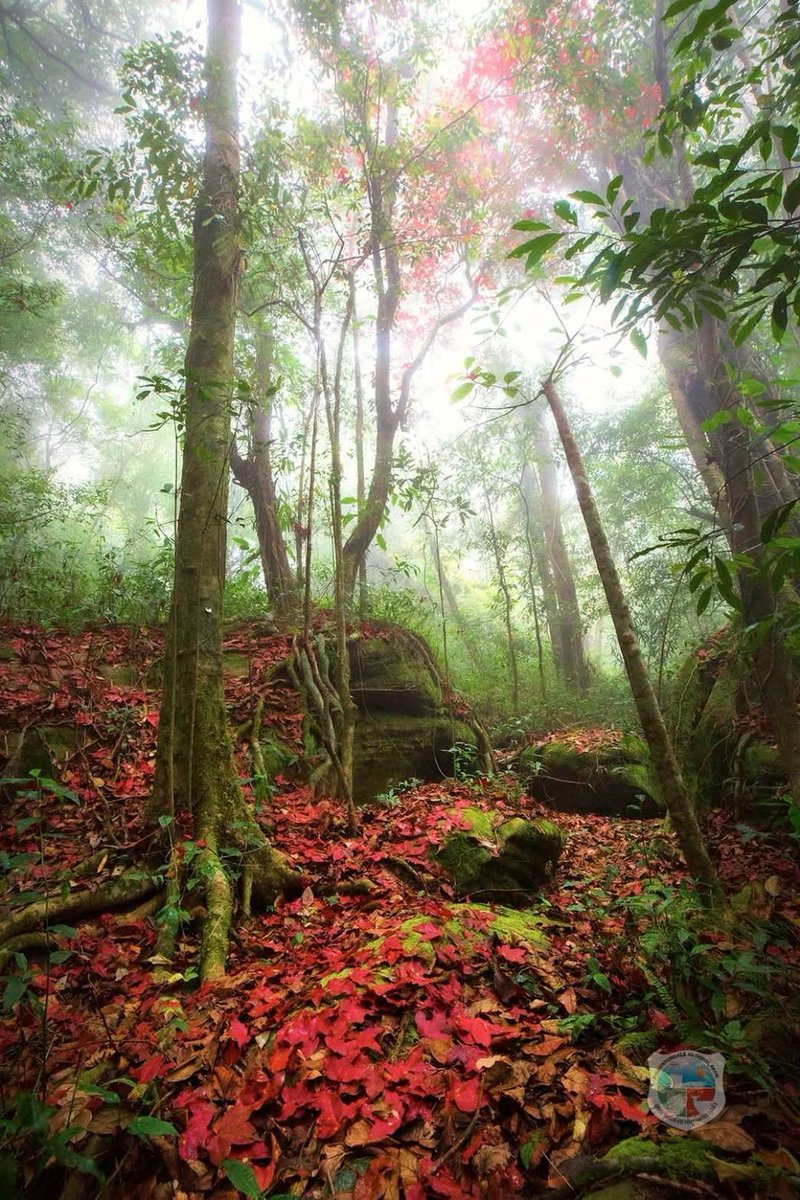 pr_prdnp's tweet image. 🍁 เปิดฤดูกาลชมเมเปิลเมืองไทย ในป่าธรรมชาติภูหินร่องกล้า ผลัดใบสีแดงสด สีสันสวยงาม ที่อุทยานแห่งชาติภูหินร่องกล้า จ.พิษณุโลก

#อุทยานแห่งชาติภูหินร่องกล้า #พิษณุโลก #เมเปิล #ก่วม #กรมอุทยานแห่งชาติ