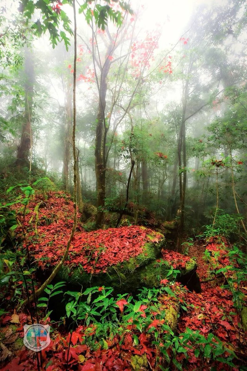 pr_prdnp's tweet image. 🍁 เปิดฤดูกาลชมเมเปิลเมืองไทย ในป่าธรรมชาติภูหินร่องกล้า ผลัดใบสีแดงสด สีสันสวยงาม ที่อุทยานแห่งชาติภูหินร่องกล้า จ.พิษณุโลก

#อุทยานแห่งชาติภูหินร่องกล้า #พิษณุโลก #เมเปิล #ก่วม #กรมอุทยานแห่งชาติ