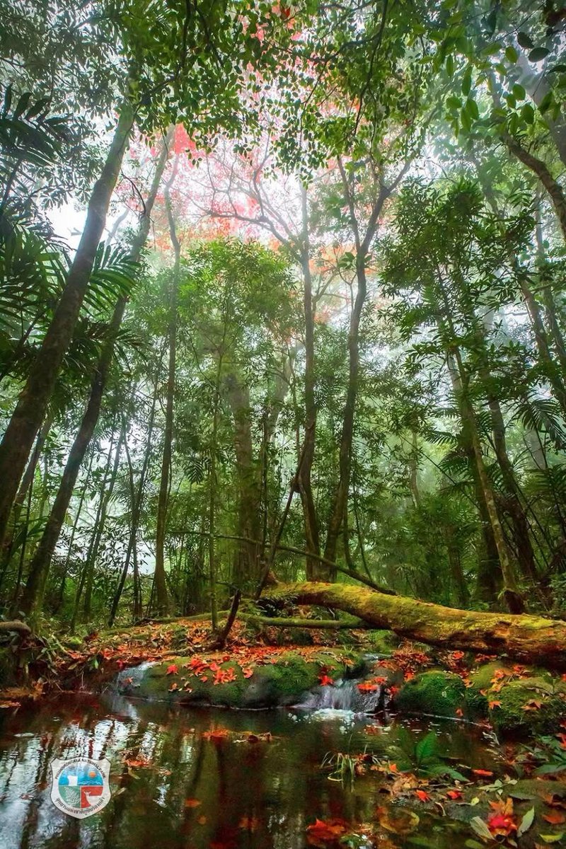 pr_prdnp's tweet image. 🍁 เปิดฤดูกาลชมเมเปิลเมืองไทย ในป่าธรรมชาติภูหินร่องกล้า ผลัดใบสีแดงสด สีสันสวยงาม ที่อุทยานแห่งชาติภูหินร่องกล้า จ.พิษณุโลก

#อุทยานแห่งชาติภูหินร่องกล้า #พิษณุโลก #เมเปิล #ก่วม #กรมอุทยานแห่งชาติ