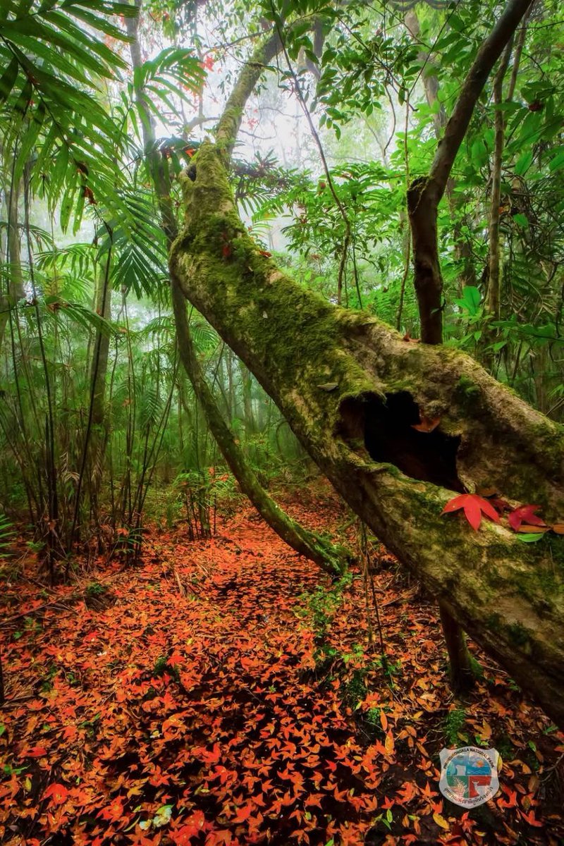 pr_prdnp's tweet image. 🍁 เปิดฤดูกาลชมเมเปิลเมืองไทย ในป่าธรรมชาติภูหินร่องกล้า ผลัดใบสีแดงสด สีสันสวยงาม ที่อุทยานแห่งชาติภูหินร่องกล้า จ.พิษณุโลก

#อุทยานแห่งชาติภูหินร่องกล้า #พิษณุโลก #เมเปิล #ก่วม #กรมอุทยานแห่งชาติ