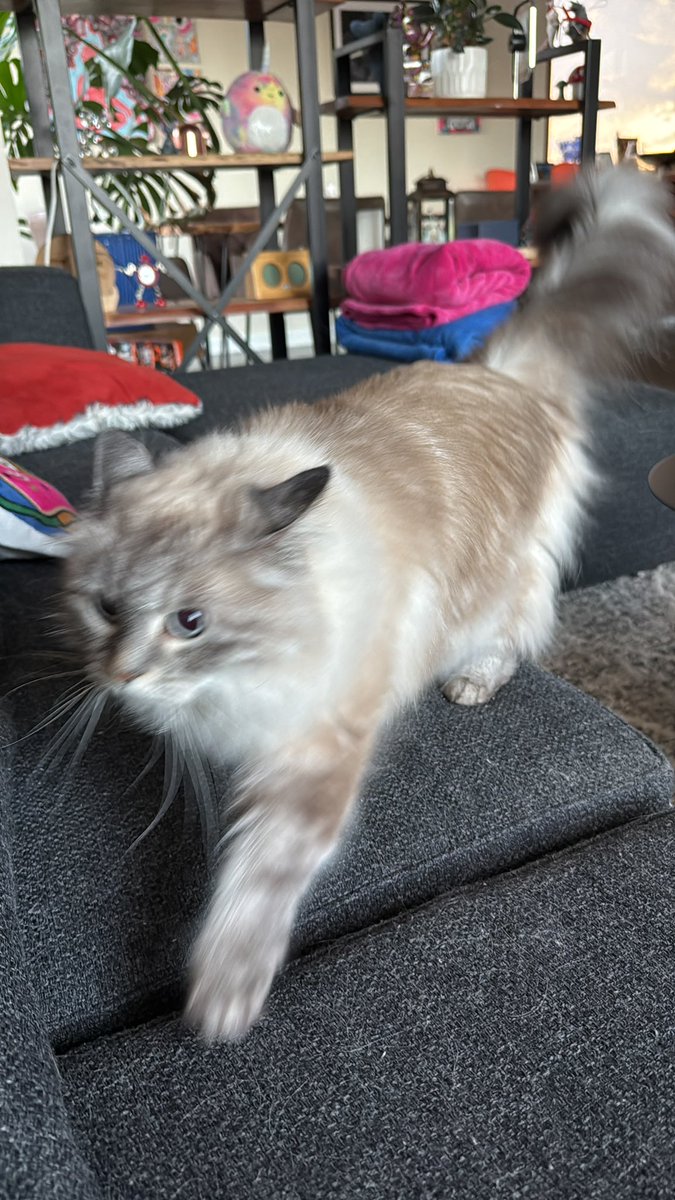 dima.eth tweet media