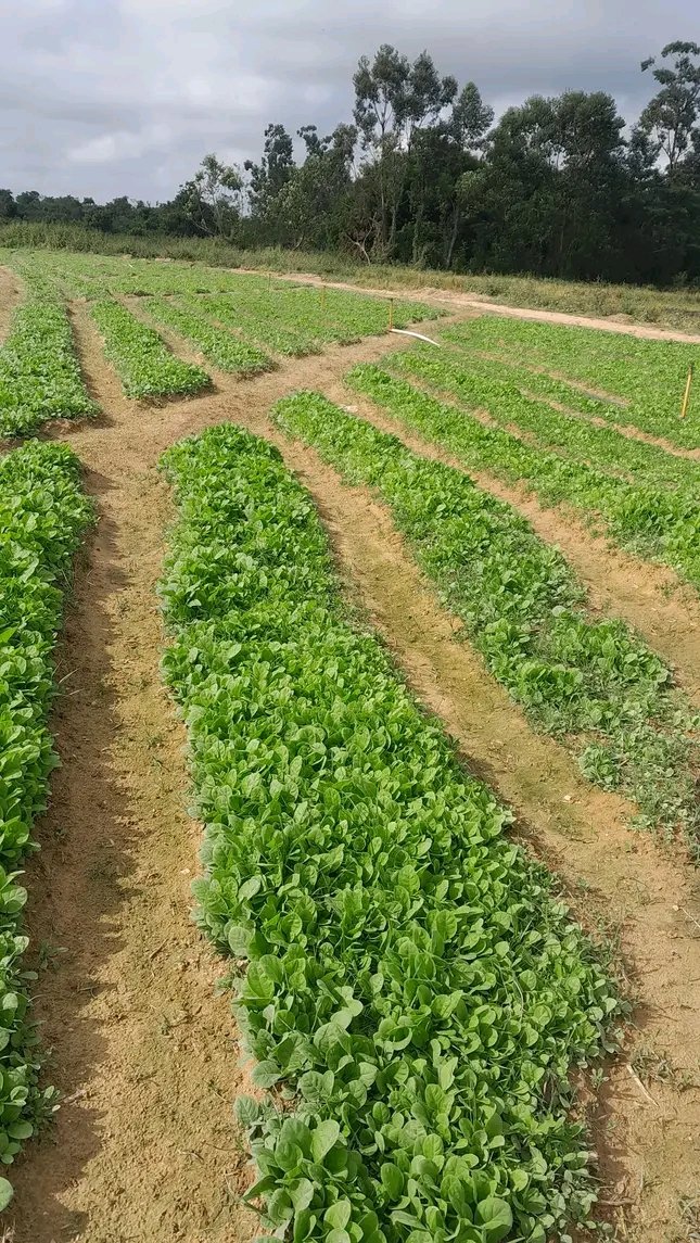#PinarDelRio, El cultivo del tabaco en #VueltaAbajo,  sigue siendo una prioridad de los #VeguerosDeHoy se construye y se siembra en esta campaña 2024/2025, apostamos por los rendimientos y la calidad  #NuestraFortalezaEsLaHerencia.<a href="/SFerreyan/">Sergio Rodríguez Ferreyán</a> <a href="/FelixDuarteOrte/">Félix Duartes Ortega</a>