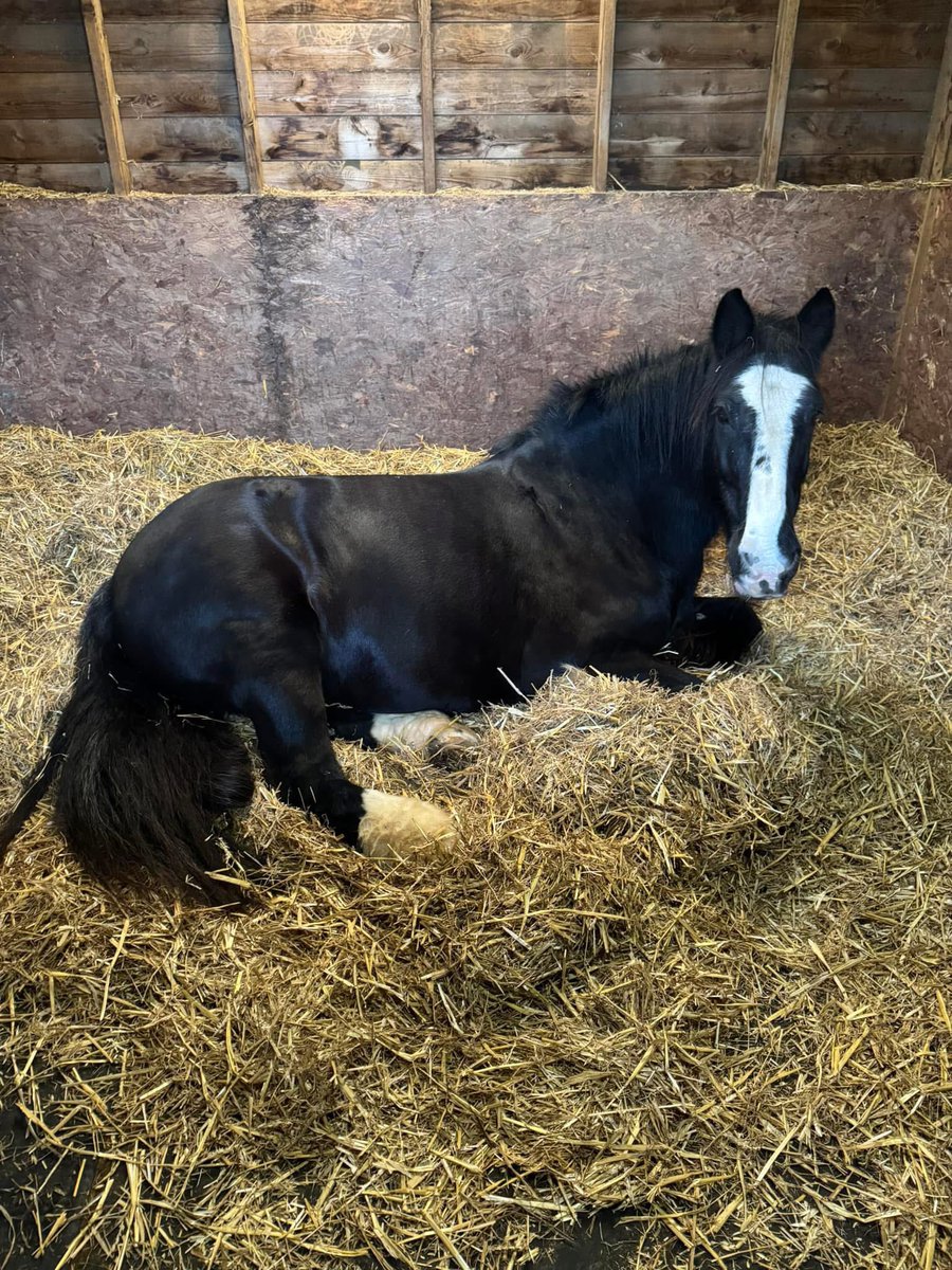 Nothing like a siesta on a damp afternoon 💤