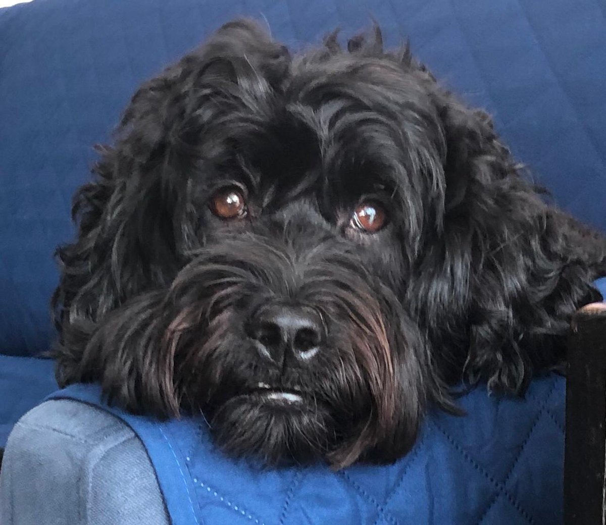 MyDogLikes's tweet photo. We've always evisioned MyDogLikes showcasing a greater variety of dog breeds, perspectives, and opinions - to provide a fuller spectrum of dog ownership. https://t.co/nIF8m5A2T5