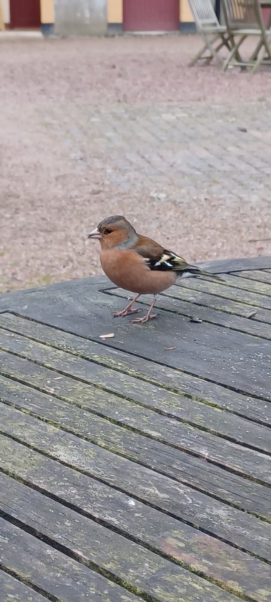 PatrickJMB's tweet photo. In the wild!: Chaffinch and Deer
#Castleward https://t.co/tCmCnQguDY