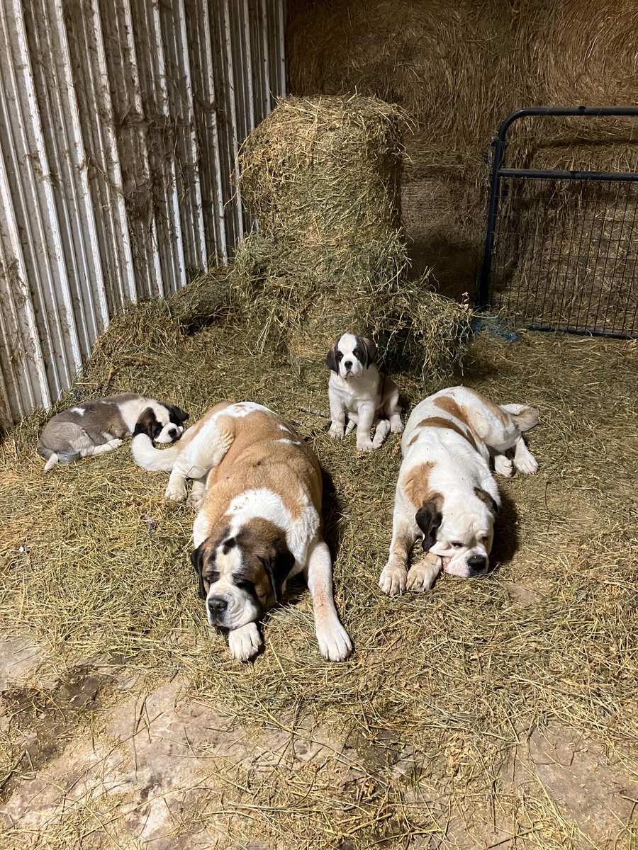 Well it’s been a lot of partying now we sleep so we lost r 10 &amp; 13 year old saints so y not get r dog food  bill back to normal add 2 new babies