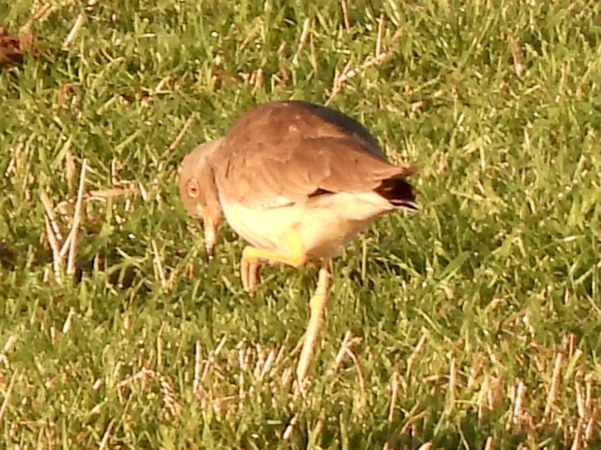 Finally managed to grip back Grey-headed Lapwing this morning at East Chevington with <a href="/GhostlyVision/">Sean Cole</a> after dipping last Saturday and missing the bird last year due to being abroad.