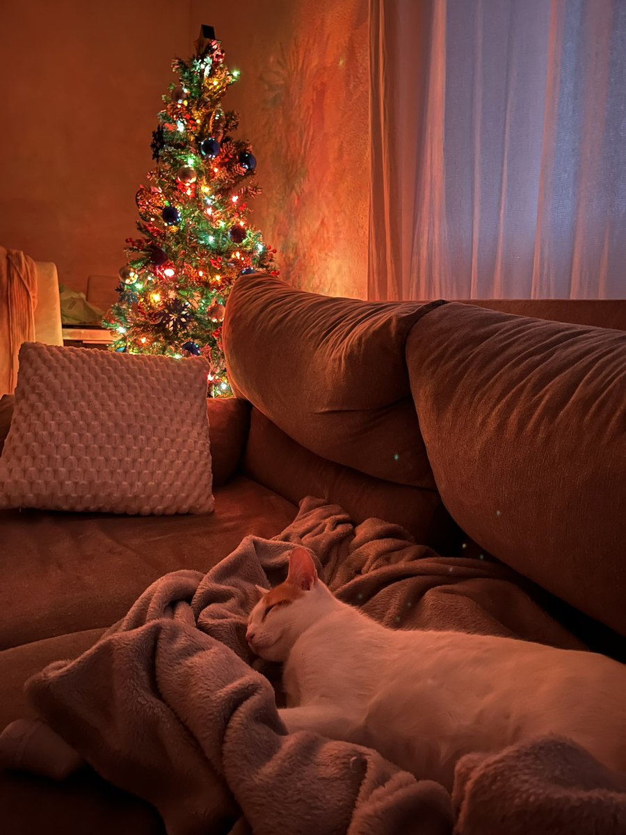 Lauriux_Twitch's tweet image. Acabo de hacer la mejor foto del universo