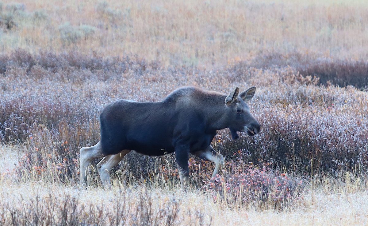 The censorship on Twitter is just too much. A 98% drop in engagement last week over two years ago. From a little over a 1,000,000 views a week to less than 17,000.  So we moved over to B lues ky 😇  Please invite your friends and family to follow us at. @altyellonatpark.org