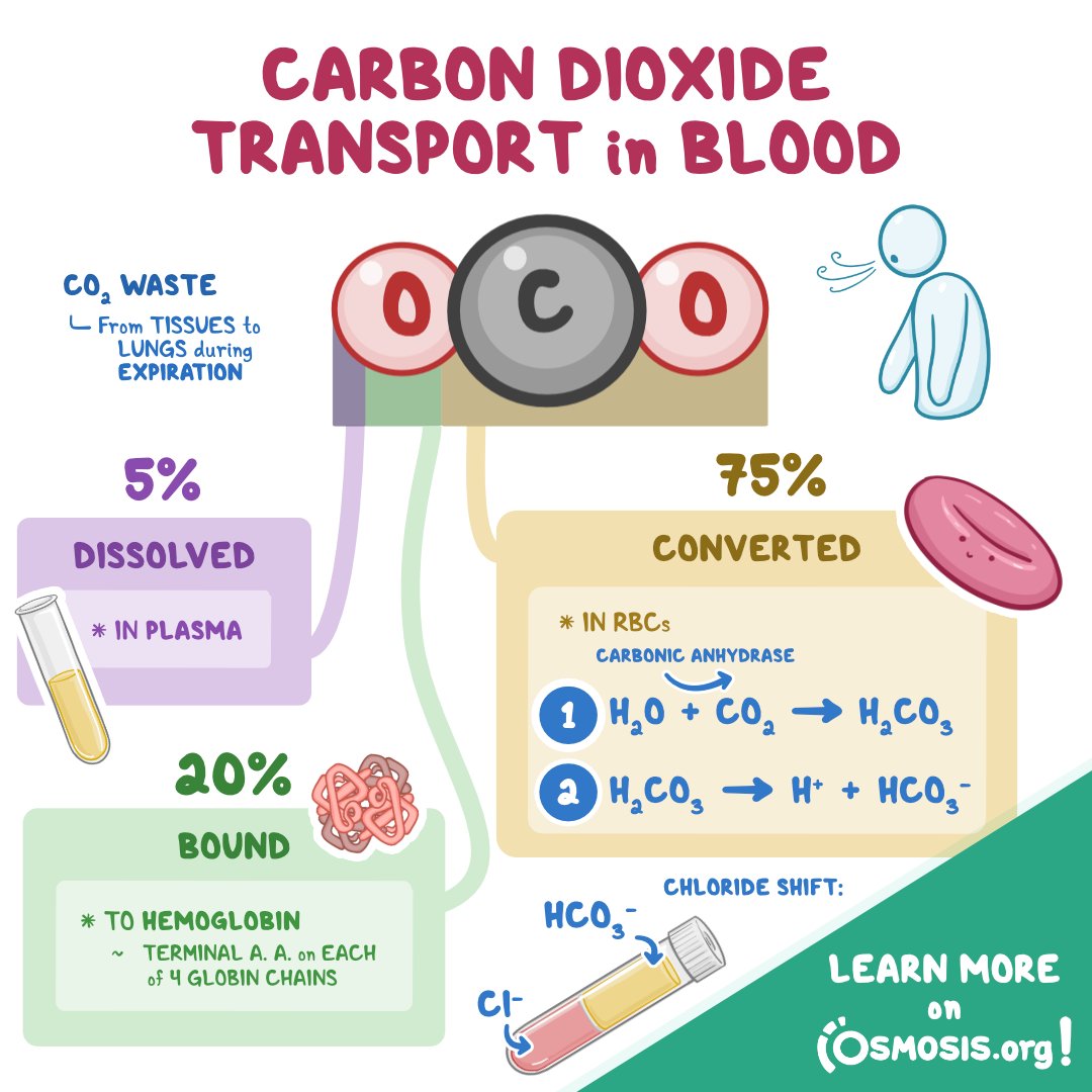 OsmosisMed's tweet photo. Today's #PhysiologyFeature is about CO₂ transportation. It moves to the lungs via blood in three ways: dissolving it, binding it to hemoglobin, or converting it to something else.
Learn more: https://t.co/pxh7RLiEpO
Try Osmosis from Elsevier for free: https://t.co/8xMe6PpK8X https://t.co/kXXiCjkKER