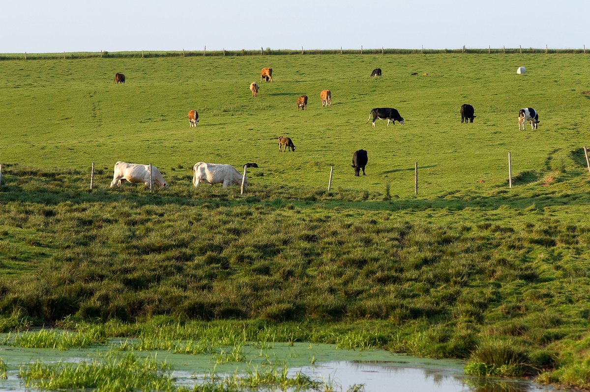 "Taking the natural instincts of the cattle, and scheduling it." Nick Green, Kingston View Farms. Watch youtube.com/watch?v=BOpnad…